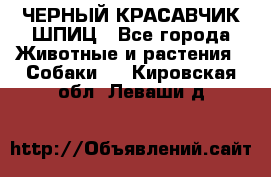 ЧЕРНЫЙ КРАСАВЧИК ШПИЦ - Все города Животные и растения » Собаки   . Кировская обл.,Леваши д.